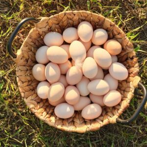 Crates of Fresh Eggs