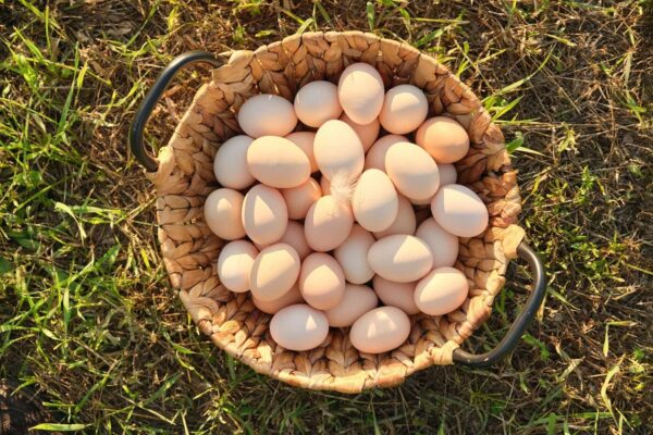 Crates of Fresh Eggs